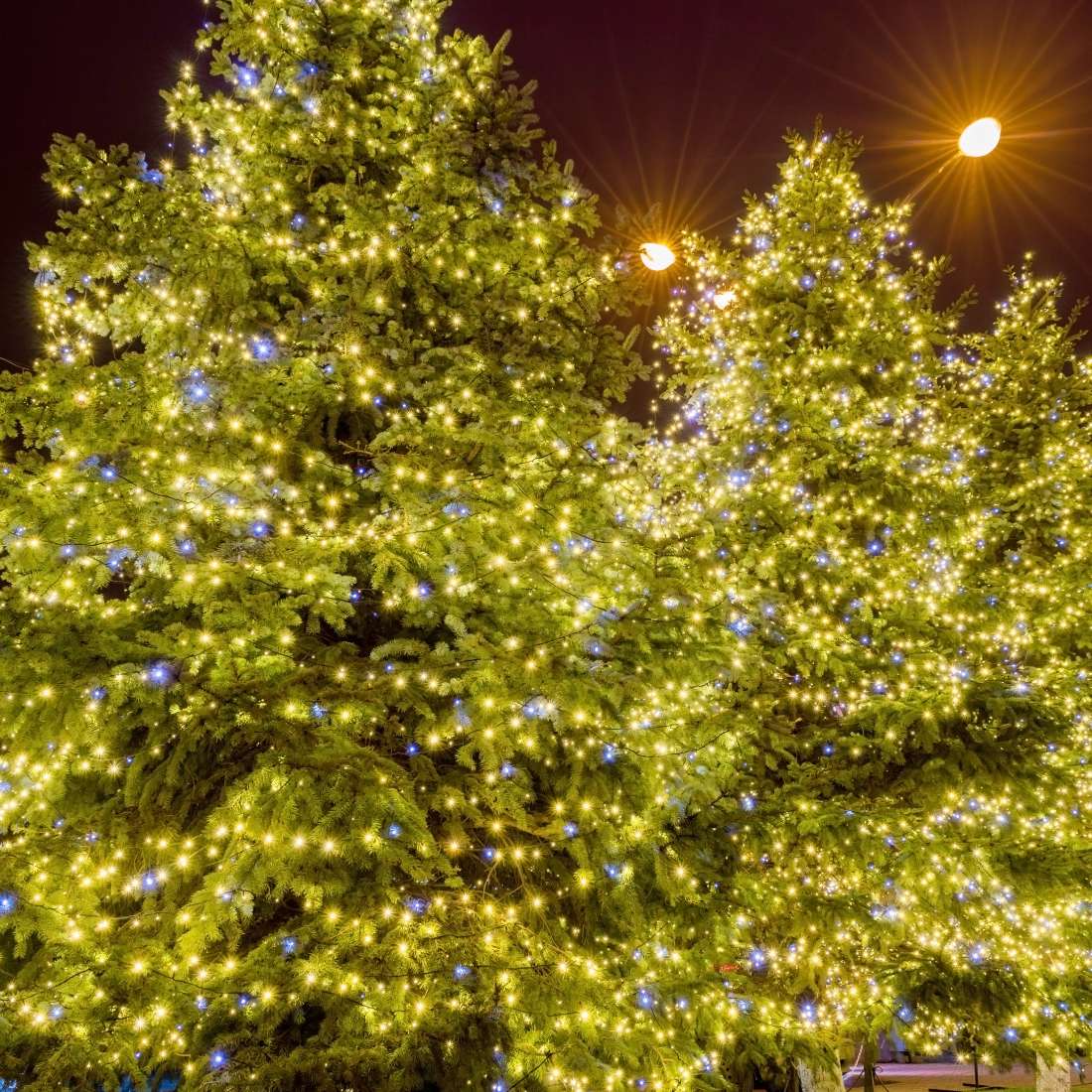 Utah Trees & Gardens Holiday Lights Installation Utah's Holiday